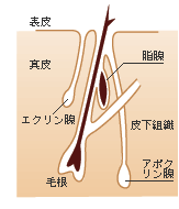 エクリン腺とアポクリン腺